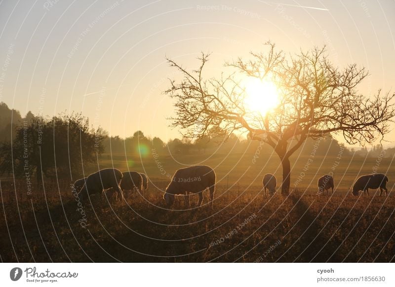 Schafidylle bei Sonnenuntergang Natur Landschaft Herbst Wiese Nutztier Herde Fressen leuchten dunkel frei Gesundheit Zusammensein nachhaltig natürlich weich