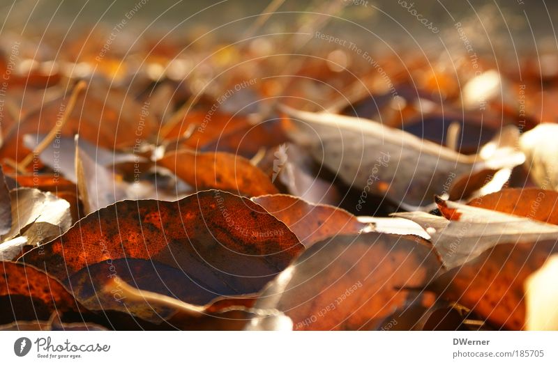 Herbstlaub harmonisch Wohlgefühl Kunst Umwelt Natur Landschaft Urelemente Blatt Blühend fallen Wachstum gigantisch Tod Umweltschutz Blätter Wind abgefallen