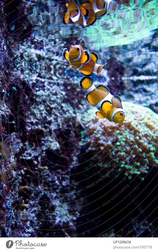 Underwater Love harmonisch Wohlgefühl Spa Ferien & Urlaub & Reisen Tourismus Umwelt Natur Wasser Pflanze Küste Korallenriff Meer Wildtier Fisch Aquarium 2 Tier