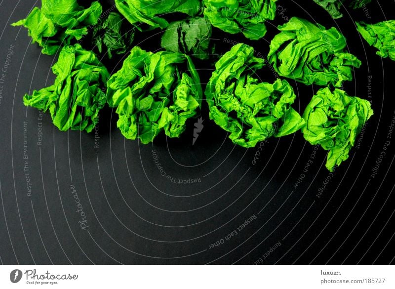 ach du grüne neune Gemüse Salat Salatbeilage Ernährung Umwelt Natur Kreativität Pflanze gentechnik Kohlendioxid Bioprodukte Wirtschaft Lebensmittel Gesundheit