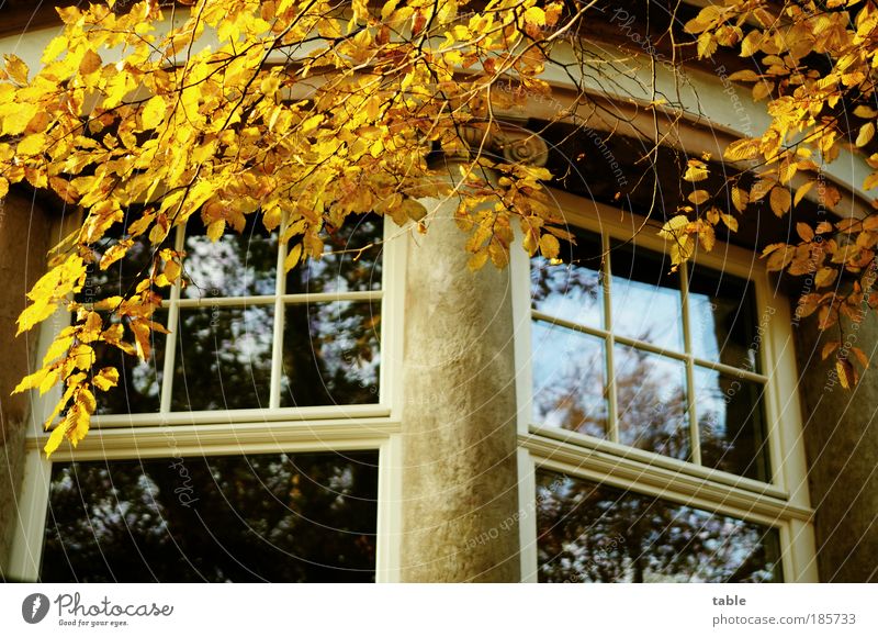 Herrenhaus Haus Baum Gebäude Mauer Wand Fassade Fenster Stein Holz Glas alt ästhetisch elegant historisch blau gelb grau Gefühle Geborgenheit Romantik Reichtum
