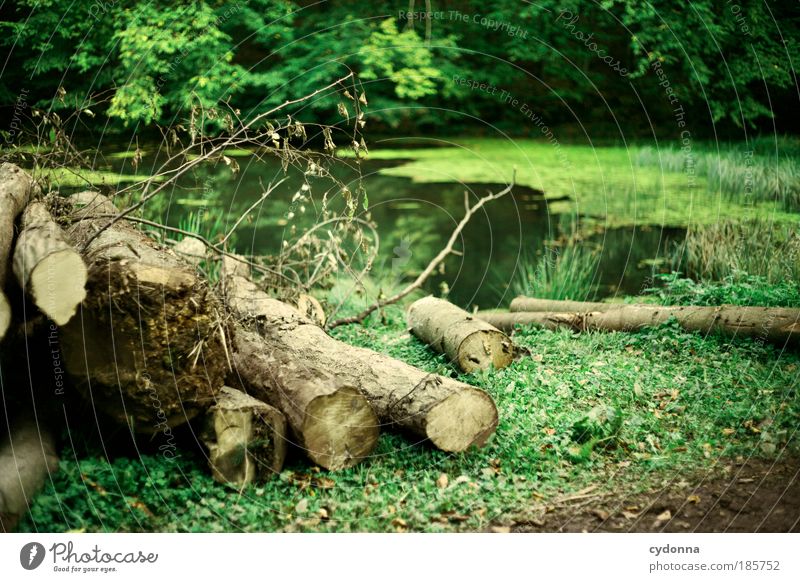 Werden und Vergehen Erholung ruhig Ausflug Umwelt Natur Landschaft Pflanze Baum Gras Wald Teich einzigartig Zufriedenheit Idylle Leben nachhaltig Tod träumen