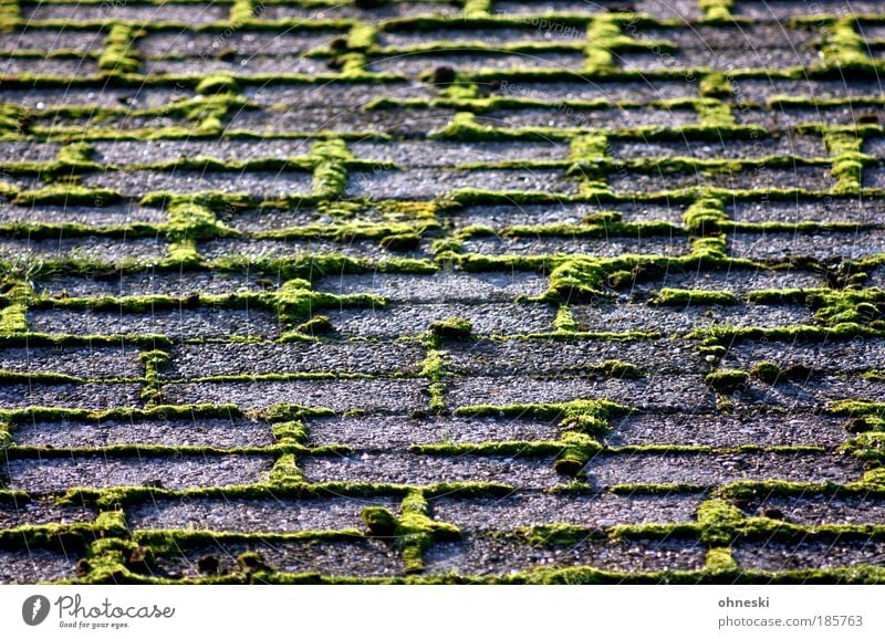 Ohne Moos nix los Umwelt Natur Herbst Pflanze Stein grün Unkraut Pflastersteine Farbfoto Außenaufnahme Dämmerung Licht Schatten Kontrast