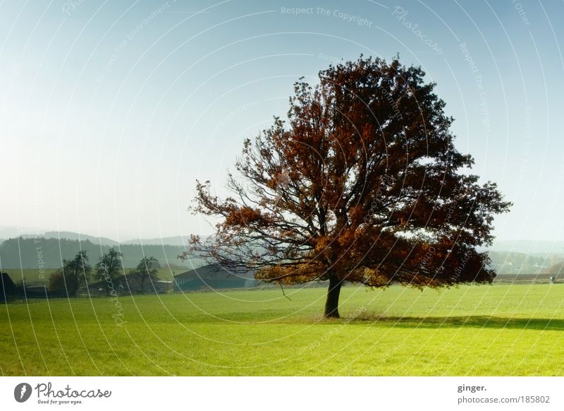 Die dritte Jahreszeit harmonisch Zufriedenheit Landschaft Herbst Schönes Wetter Baum Wiese Hügel ästhetisch blau braun grün Stimmung Geäst Schatten Licht