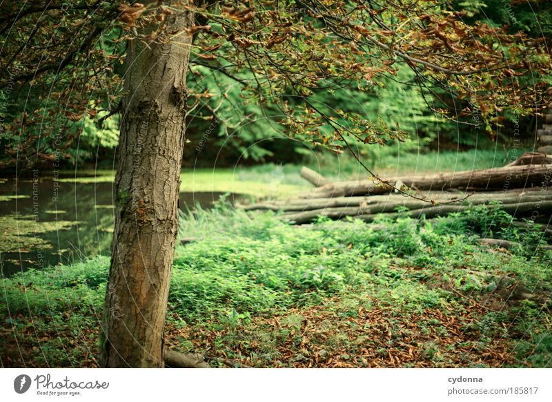 Erste Zeichen des Herbstes schön harmonisch Wohlgefühl Erholung ruhig Ausflug Umwelt Natur Landschaft Pflanze Baum Gras Blatt Wald einzigartig Idylle Leben