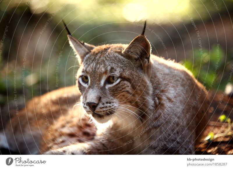 Male lynx in the forest Zoo Wildtier Luchs füttern hören animal animals beard hair big big cat booty brown caught eurasian fur mammal meadow protection strong