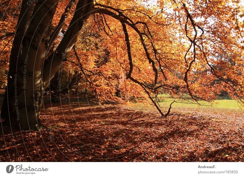 Herbst Umwelt Natur Landschaft Pflanze Baum Garten Park Wald mehrfarbig rot herbstlich Buche Buchenwald Naturschutzgebiet Gegenlicht Herbstwetter Oktober