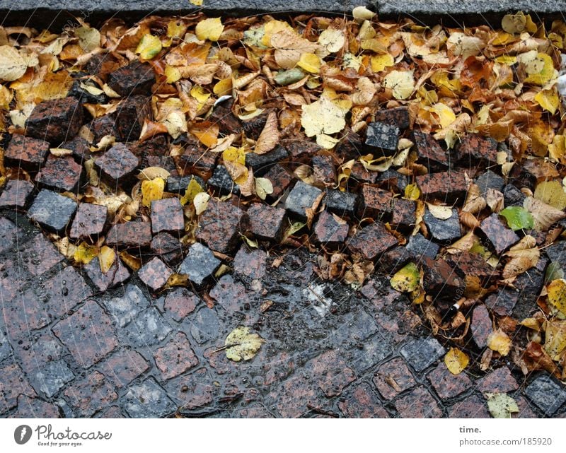 HAPPY BIRTHDAY, PHOTOCASE! Baustelle Herbst Wetter Blatt Stein dreckig nass viele braun gelb Pflastersteine Straße Straßenbelag durcheinander liegen lösen