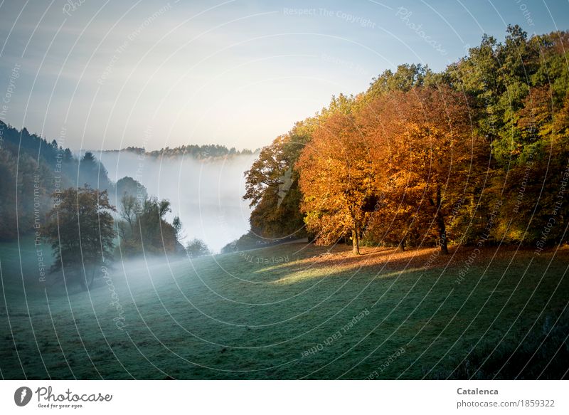 Morgens früh, herbstliche Nebellandschaft Erholung ruhig Meditation Natur Landschaft Wasser Herbst Schönes Wetter Pflanze Gras See Schwimmen & Baden beobachten