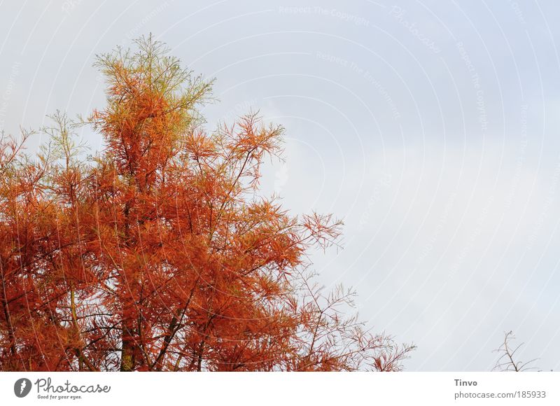 Happy Birthday, Photocase! Natur Himmel Herbst Baum Wildpflanze Park Zweige u. Äste rötlich orange Farbkontrast herbstlich Jahreszeiten Farbfoto Außenaufnahme