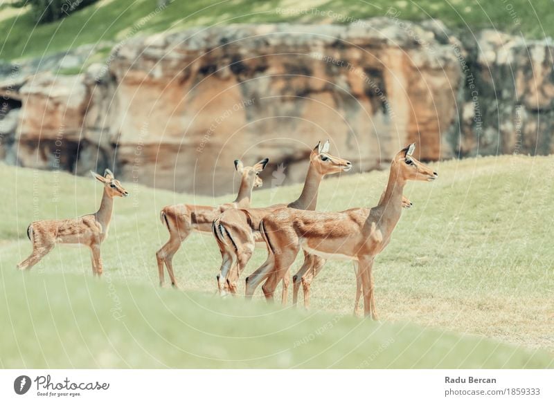 Afrikanische Impala (Aepyceros Melampus) Antilope Safari Umwelt Natur Tier Wildtier 4 Tiergruppe Rudel Tierfamilie natürlich wild braun grün Antilopen Tierwelt