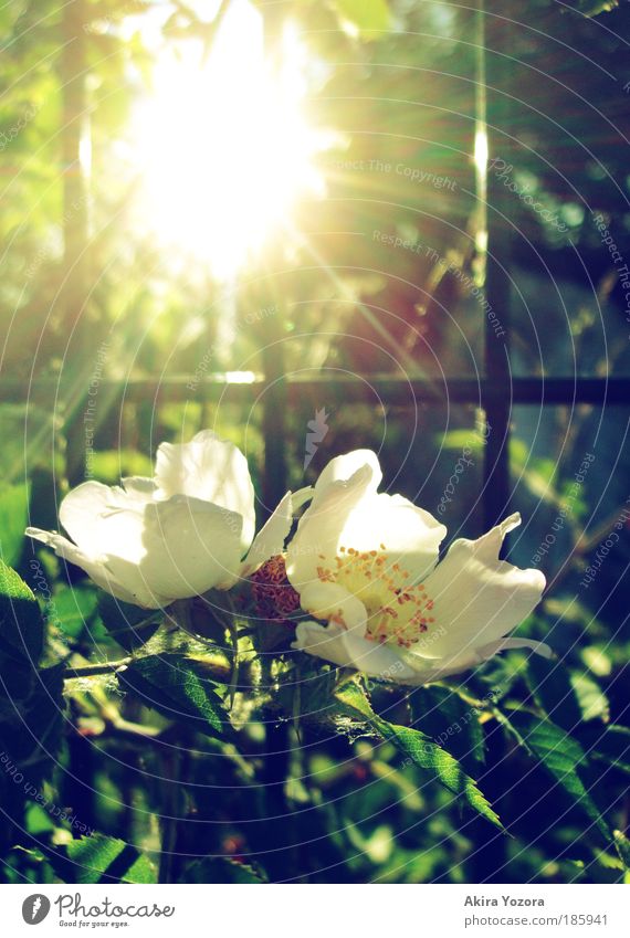 Shine, shine [Happy B-Day Photocase] Natur Pflanze Sonne Frühling Sommer Schönes Wetter Blume Sträucher Rose alt beobachten Blühend Duft glänzend genießen