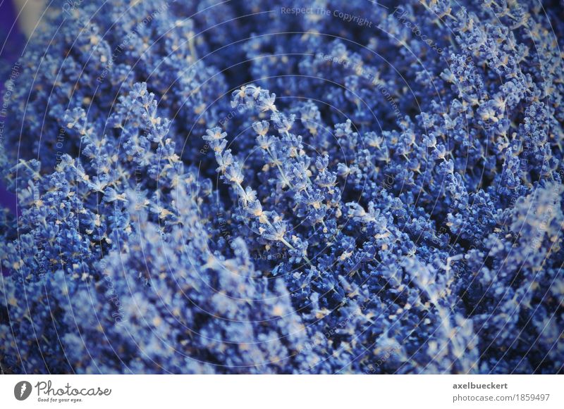 Lavendel Natur Pflanze Blume Sträucher Nutzpflanze blau violett Blüte getrocknet Zierpflanze Kräuter & Gewürze Farbfoto Außenaufnahme Nahaufnahme Menschenleer