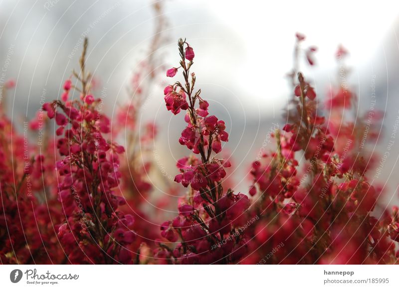 klingeling2 Pflanze Herbst Blüte ästhetisch Duft schön rosa rot Natur Farbfoto Nahaufnahme Tag