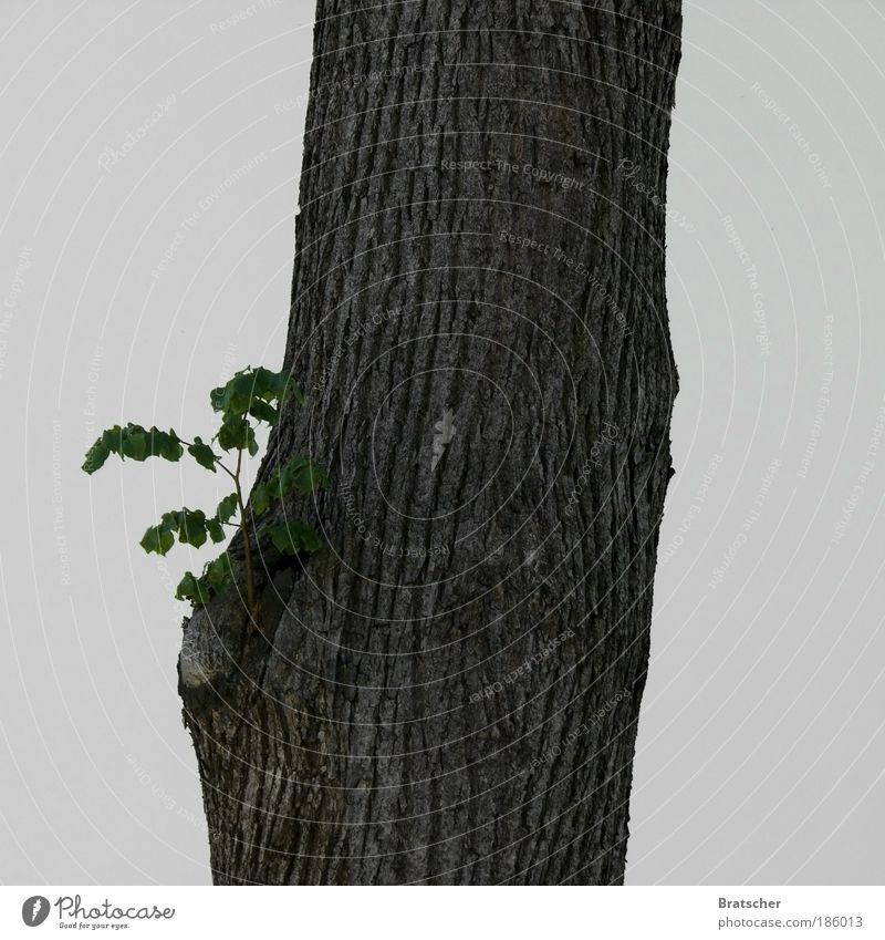 Alt wie ein Baum möchte ich werden Natur Pflanze Baumstamm Jungpflanze Baumrinde eigenwillig Wegweiser Bündnis 90 Politik & Staat Generationenvertrag