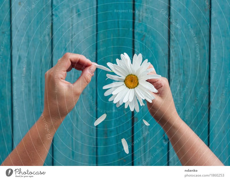 Zwei weibliche Hände halten in der Hand große Blumenblätter des weißen Gänseblümchens Erfolg Frau Erwachsene Finger 1 Mensch 13-18 Jahre Jugendliche Liebe blau