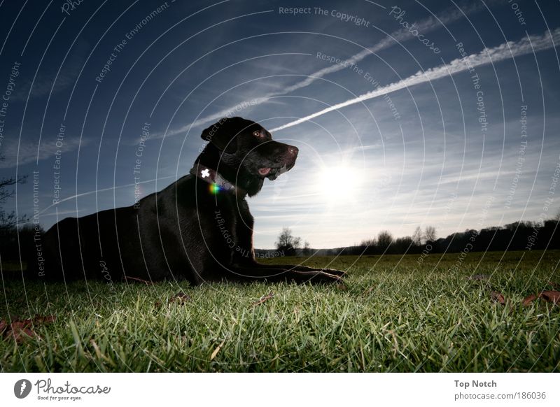 Herr Schmitz Tier Hund 1 Farbe Lebensfreude Zeit Labrador Sonne Farbfoto Außenaufnahme Menschenleer Textfreiraum rechts Tag Blitzlichtaufnahme Licht Schatten