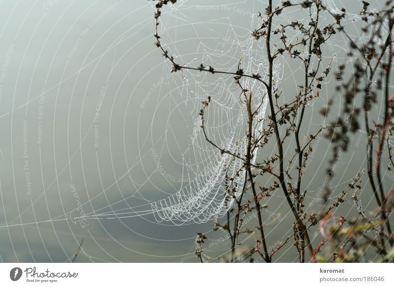 Spinnenweben Natur Wasser Wassertropfen Insel Rügen Netz trist grau Traurigkeit Einsamkeit Tau Spinnennetz Strauch Morgendämmerung Gedeckte Farben Außenaufnahme