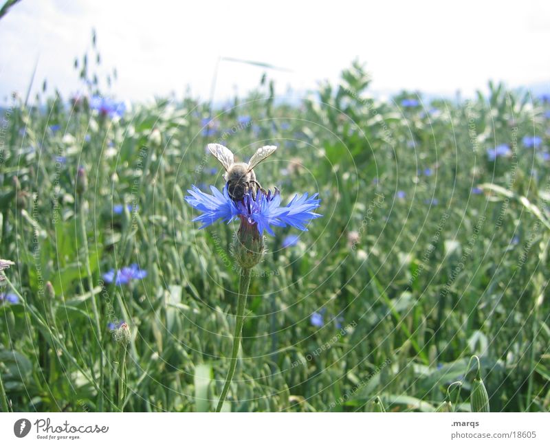 Biene und Blume Sommer Natur Tier Wiese Feld Verkehr blau grün aufklären bestäuben wildwiese marqs Farbfoto