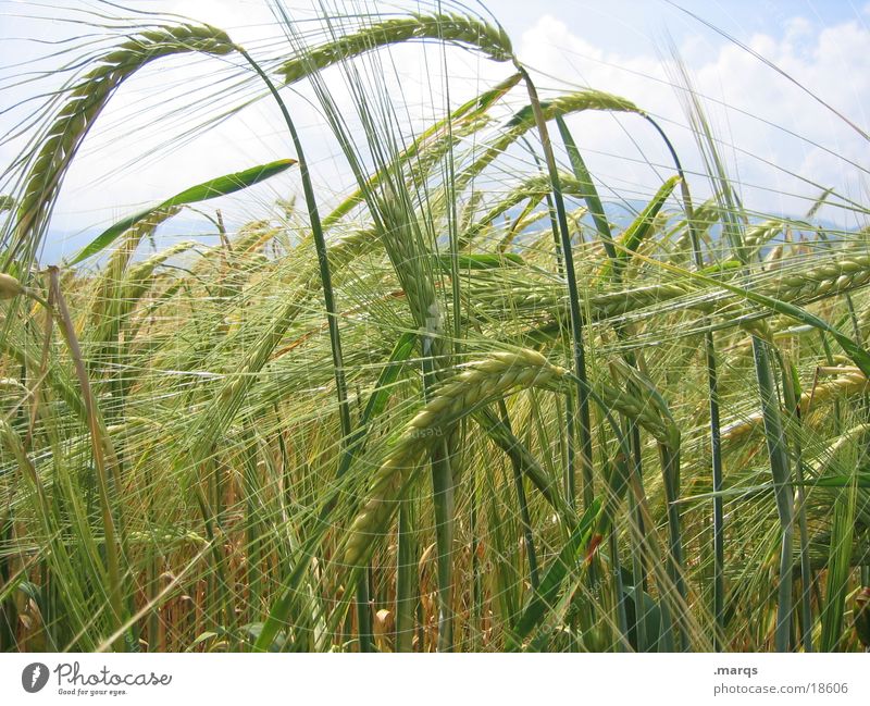 Gerstenfeld gelb Feld Wiese Wachstum reif Landwirtschaft Sommer Natur Blühend Getreide anbauen Korn marqs