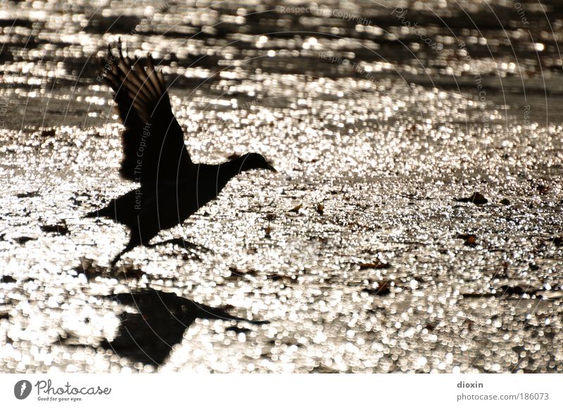 Abflug Wasser Sonnenlicht Park Teich See Bach Fluss Tier Wildtier Vogel Flügel 1 fliegen elegant frei Geschwindigkeit gold schwarz Tatkraft Natur Teichhuhn