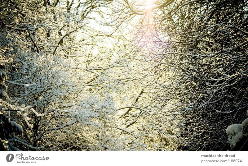 DIE SONNE KOMMT RAUS Umwelt Natur Landschaft Pflanze Himmel Sonnenlicht Winter Schönes Wetter Eis Frost Schnee Baum Sträucher Wald Berge u. Gebirge Gipfel
