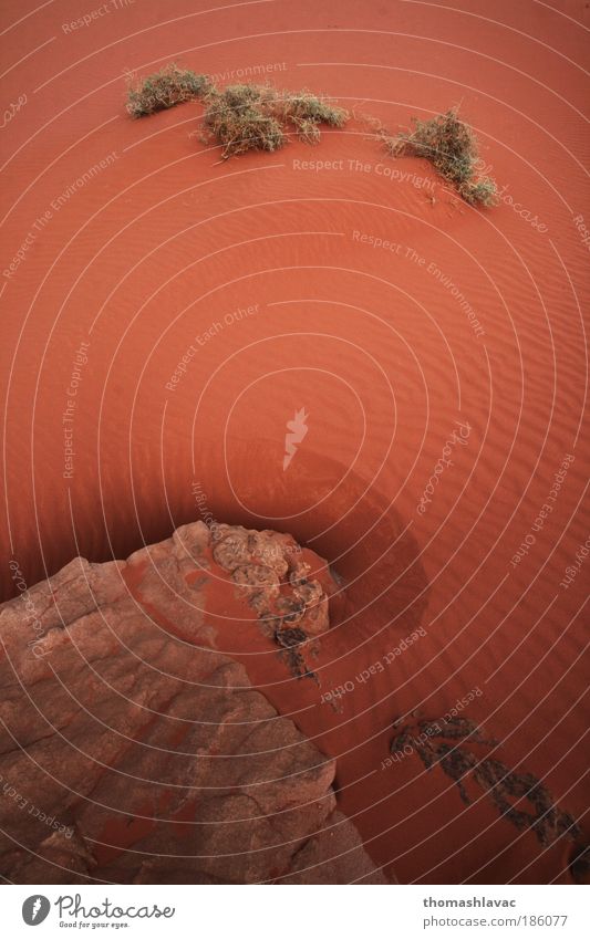 Wüste Wadi Rum Umwelt Natur Landschaft Sand Pflanze Felsen Ferien & Urlaub & Reisen rot Farbfoto Außenaufnahme Detailaufnahme Menschenleer Tag