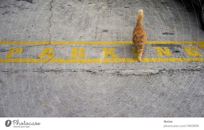 Katze läuft über das auf Asphalt geschriebene Wort "Parking" Straße Parkplatz Haustier 1 Tier laufen orange Bewegung Fortschritt parken Pause Idee Kreativität