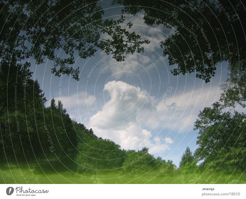 Wald im Waldsee trüb See Reflexion & Spiegelung Sommer Wolken Baum Wasser Landschaft