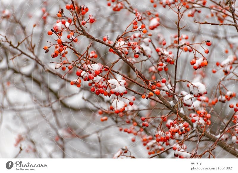 Rowan Zweig im Schnee Frucht Winter Natur Pflanze Baum Wald rot weiß Vogelbeere Aschbeere Hintergrund Ast Frost Beautyfotografie Beeren Zigarettenasche kalt