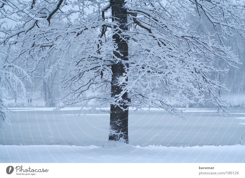 verschneiter Baum Natur Wasser Winter Eis Frost Schnee Park See Menschenleer kalt blau weiß Rügen dünnes Eis Neuschnee Gedeckte Farben Außenaufnahme Tag Abend