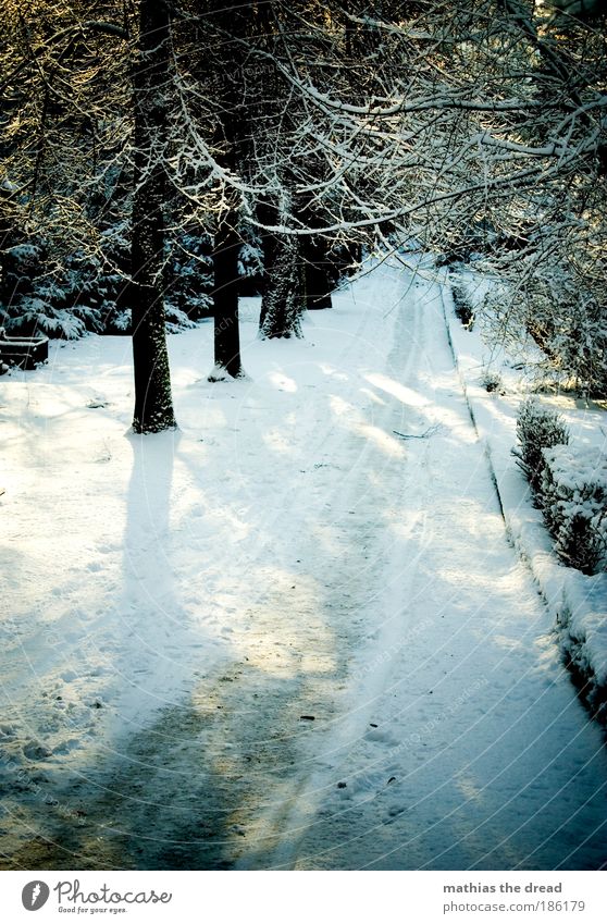 BETRETEN AUF EIGENE GEFAHR Winter Schnee Winterurlaub wandern Natur Landschaft Pflanze Sonnenlicht Schönes Wetter Eis Frost Park Wald Alpen Berge u. Gebirge