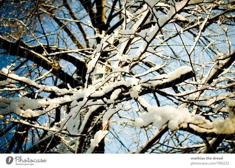 VERZAUBERT Umwelt Natur Landschaft Pflanze Himmel Winter Schönes Wetter Eis Frost Schnee Baum Wald ästhetisch Idylle Pulverschnee Leichtigkeit durcheinander