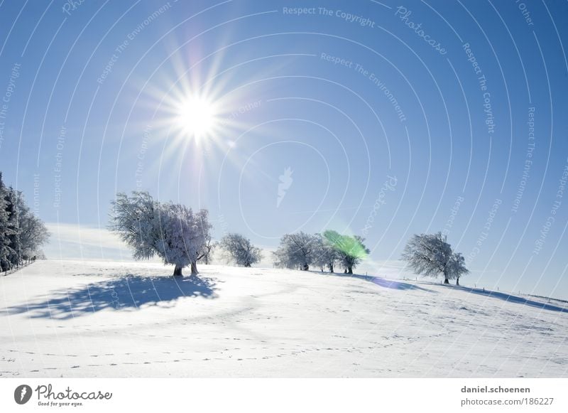 für alle Winterhasser Natur Landschaft Himmel Wolkenloser Himmel Sonne Klima Klimawandel Wetter Schönes Wetter Baum schön blau weiß Erholung Glück Hoffnung