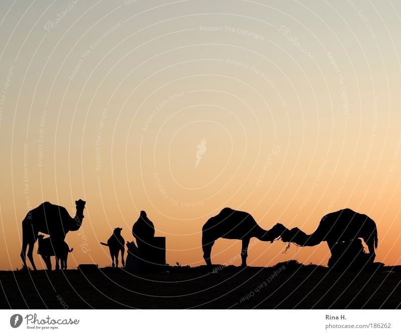 Wüstenliebe Ferien & Urlaub & Reisen Tourismus Ausflug Abenteuer Safari Expedition Sonnenaufgang Sonnenuntergang Oase kamel Dromedar Tiergruppe Küssen