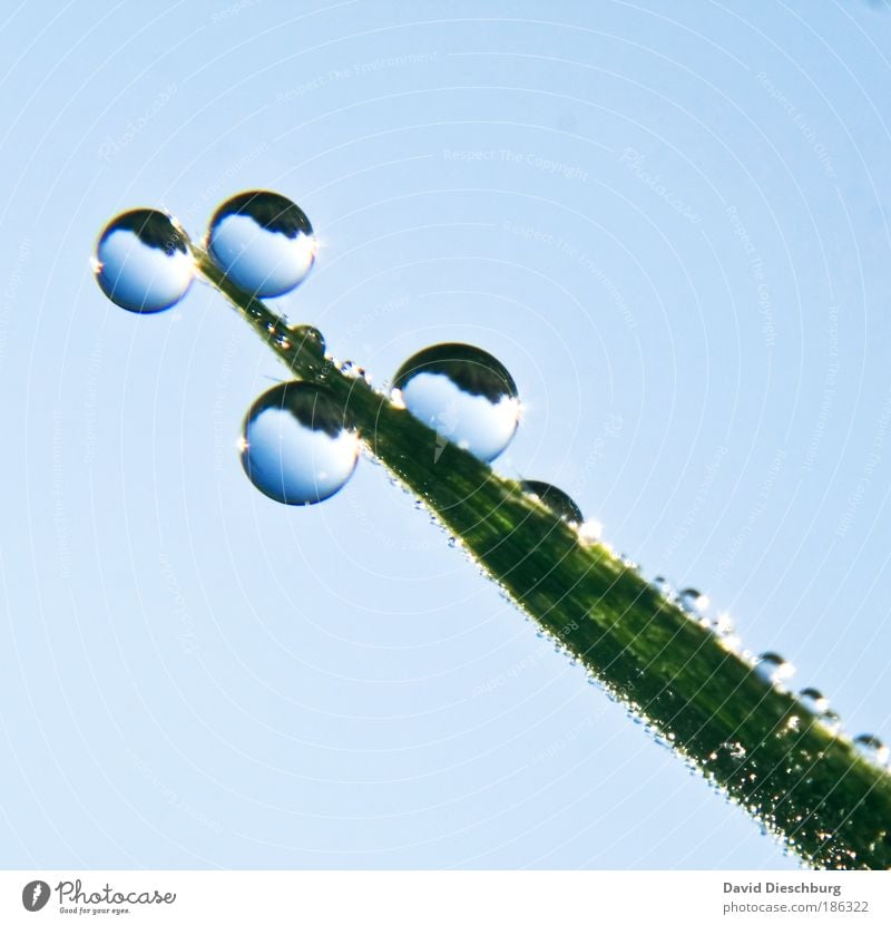 Murmeltau Natur Pflanze Wassertropfen Wolkenloser Himmel Frühling Sommer Regen Gras Grünpflanze blau grün silber nass Kugel Halm rund Tau Farbfoto Außenaufnahme