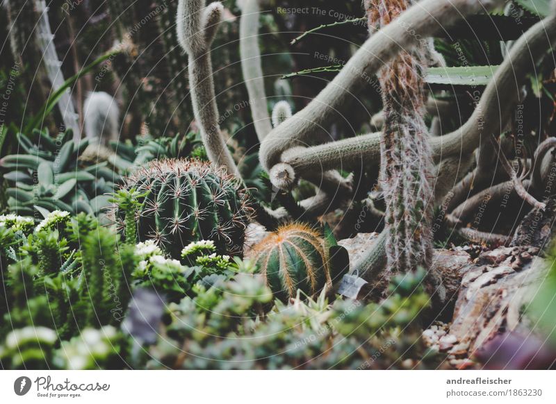 Kakteenlandschaft exotisch Gesundheit Umwelt Natur Pflanze Sträucher Kaktus Blüte Grünpflanze Opferbereitschaft achtsam Angst Stachel schwierig Sammlung