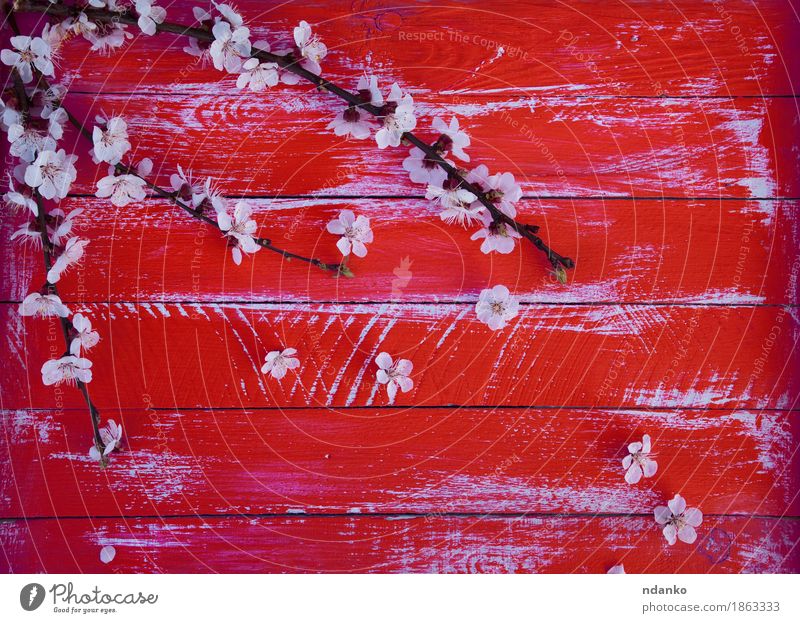 Zweig der Kirschblüten ohne Blätter Natur Blume Blüte Holz frisch hell natürlich rot weiß Kirsche Ast Überstrahlung Blütenblatt abgenutzt altehrwürdig Frühling