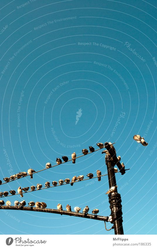 Polonaise USA Amerika Tier Vogel Schwarm beobachten Erholung sitzen Farbfoto Außenaufnahme Tag Weitwinkel Blick nach oben