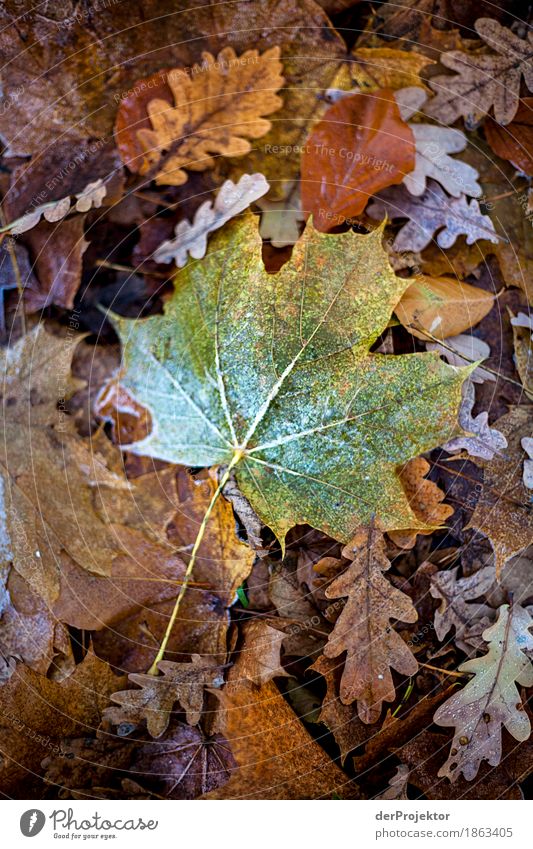Das letzte grüne Blatt Ferien & Urlaub & Reisen Tourismus Ausflug Städtereise wandern Umwelt Natur Pflanze Herbst Schönes Wetter Eis Frost Wald Fröhlichkeit