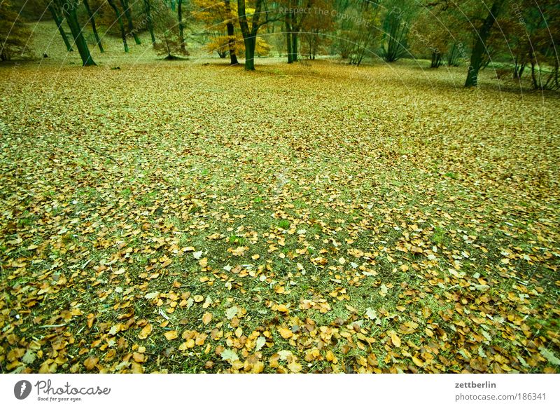 Herbst Wald Baumstamm Ast Zweig Unterholz Märchenwald Oktober November Herbstlaub Wiese Strukturen & Formen Waldlichtung Textfreiraum