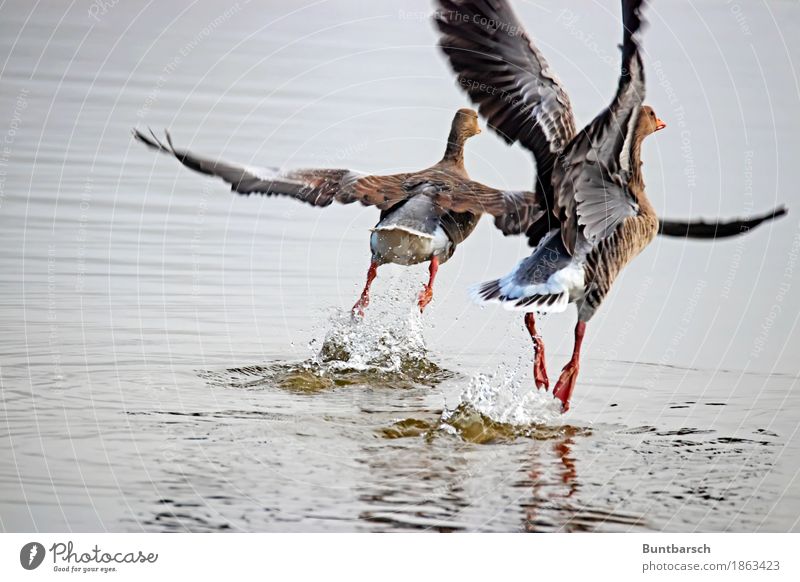 Aufschwung Umwelt Natur Tier Wasser Wildtier Vogel Ente Entenvögel 2 fliegen Zusammenhalt Farbfoto Außenaufnahme Tag Zentralperspektive Tierporträt