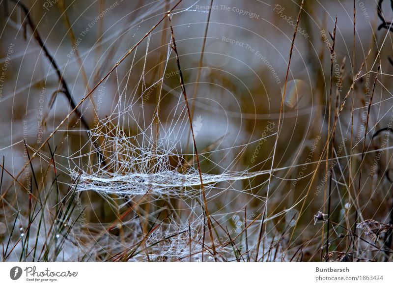 Netzwerk Umwelt Natur Landschaft Pflanze Erde Herbst Winter Eis Frost Schnee Gras Wiese Feld Spinnennetz weiß Farbfoto Außenaufnahme Nahaufnahme Licht Kontrast