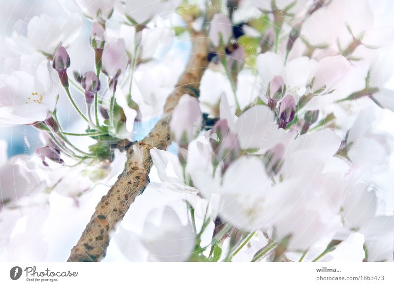 Zweig mit weißen Kirschblüten Frühling Zierkirsche Blüte Blütenknospen Frühlingskirsche Natur Blütenzweig Blühend Frühlingsgefühle Vorfreude Wachstum zart