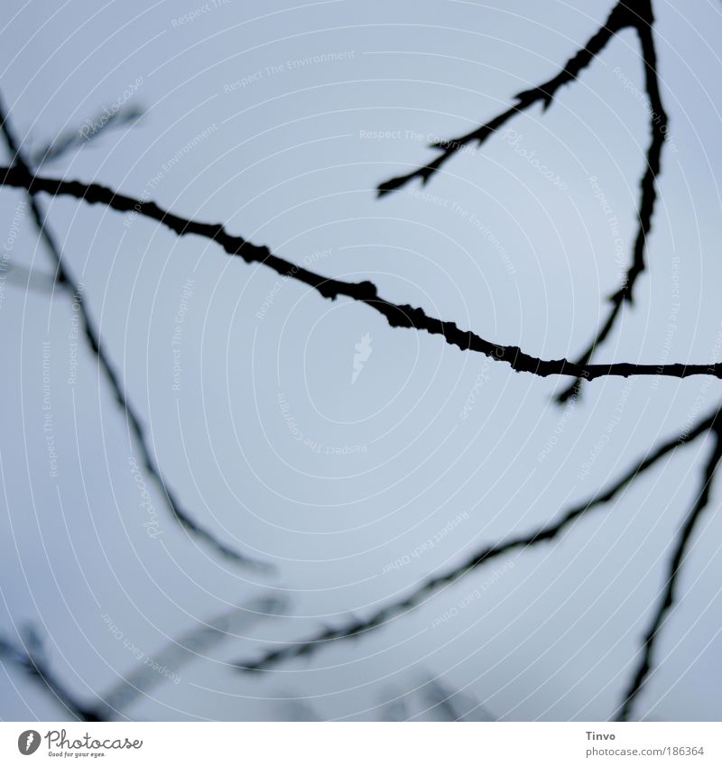 Lebenslinien - der Himmel ist blau... Natur Baum Park schwarz Zweige u. Äste Quadrat V Farbfoto Außenaufnahme Nahaufnahme Detailaufnahme abstrakt Menschenleer