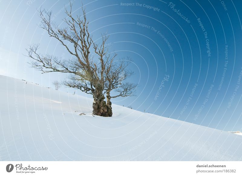 schön bizarr Umwelt Natur Wolkenloser Himmel Winter Klima Klimawandel Schönes Wetter Baum alt ästhetisch außergewöhnlich blau weiß Schnee Wind Buche
