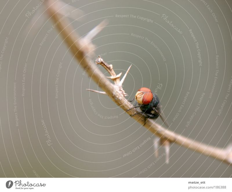 Klupsch-Auge Natur Tier Fliege Insekt 1 nah grau Makroaufnahme Flügel Ast Dorn Stachel Farbfoto Menschenleer Hintergrund neutral Starke Tiefenschärfe