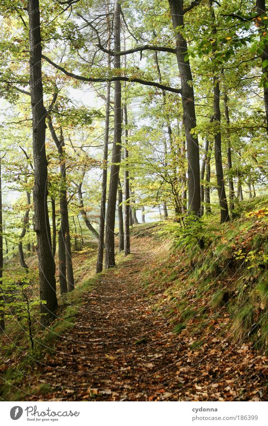 Waldweg Leben harmonisch Erholung ruhig Ferne Umwelt Natur Landschaft Herbst Baum Zufriedenheit einzigartig Freiheit Idylle Lebensfreude nachhaltig schön