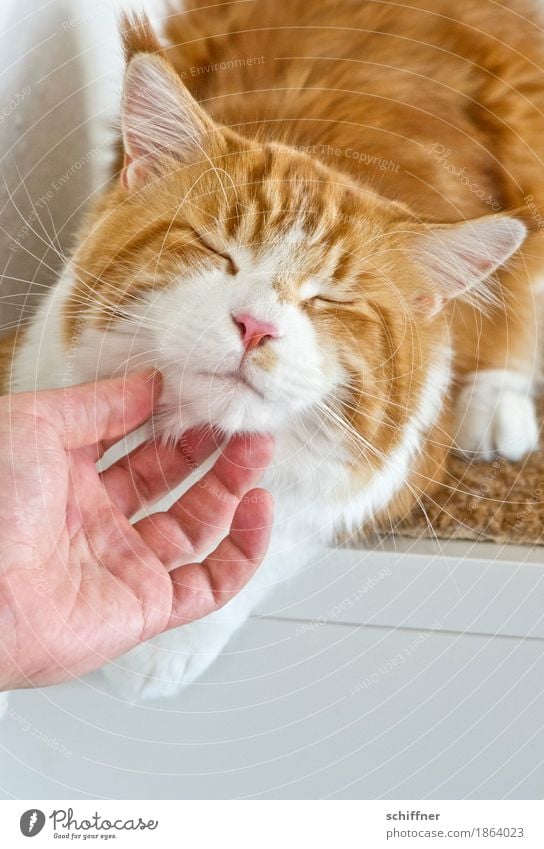 Wahre Liebe - Extreme-Krauling Hand Tier Haustier Katze Tiergesicht Fell Pfote 1 genießen Kraulen Streicheln Zuneigung Genusssucht geschlossene Augen rot