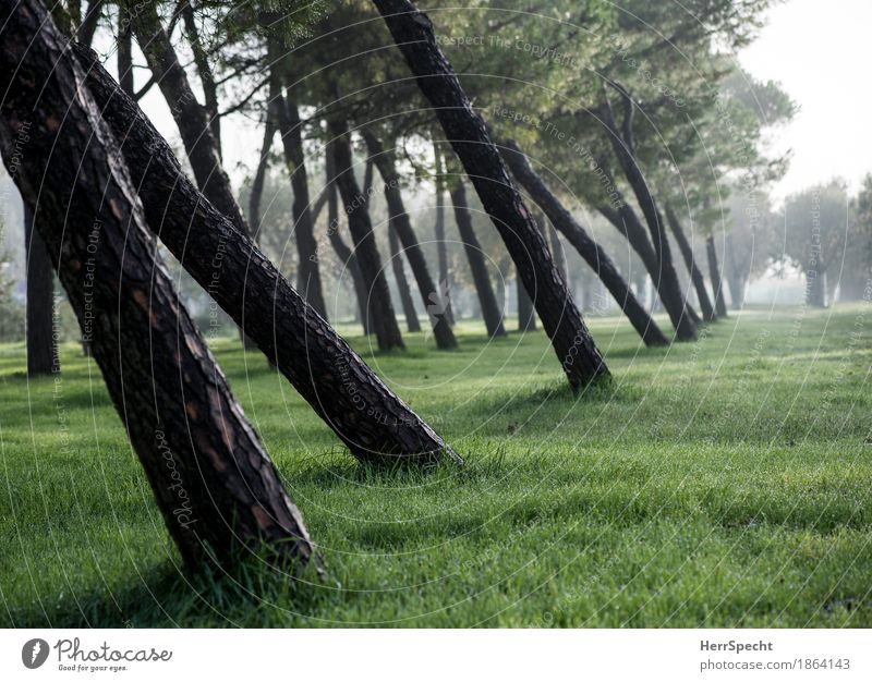 Schräglage Natur Landschaft Pflanze Herbst Nebel Baum natürlich braun grün Baumreihe Pinie Pappeln Neigung Baumstamm Perspektive Gras Graswiese ruhig Durchblick